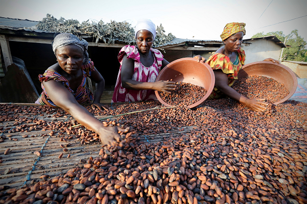 cocobod